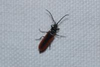 Omalisus fontisbellaquei