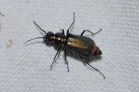 Malachius bipustulatus