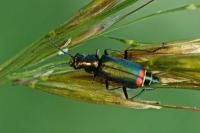 Malachius bipustulatus