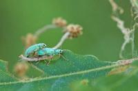 Polydrusus formosus