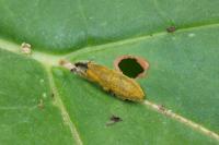 Lixus filiformis