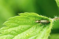Malachius bipustulatus
