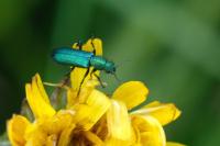 Psilothrix viridicoerulea