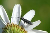 Agapanthia cardui