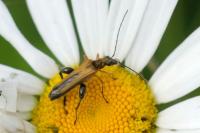 Oedemera podagrariae