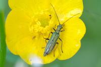 Oedemera nobilis