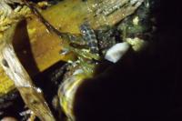 Lampyris noctiluca