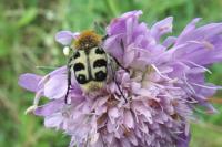 Trichius gallicus