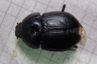 Geotrupes mutator