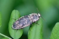 Agrypnus murinus