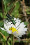 Oedemera nobilis