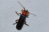 Cantharis flavilabris