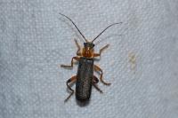 Cantharis nigricans