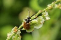 Drilus flavescens