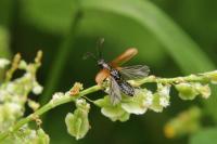 Drilus flavescens