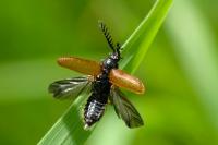 Drilus flavescens