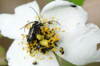 Anoplodera sexguttata