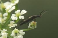 Dasytes plumbeus