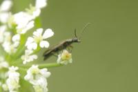 Dasytes plumbeus