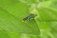 Clanoptilus elegans