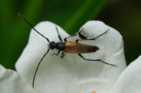 Stenurella melanura