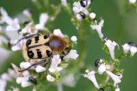 Trichius gallicus