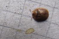 Hypocassida subferruginea