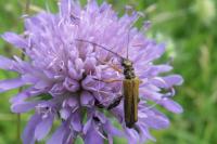 Oedemera podagrariae