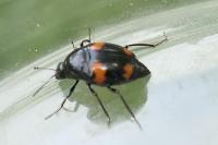 Scaphidium quadrimaculatum