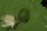 Cassida viridis