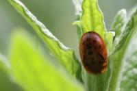 Cassida murraea