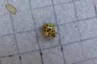 Psyllobora vigintiduopunctata