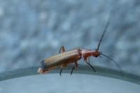 Rhagonycha fulva