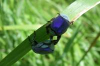 Hoplia coerulea