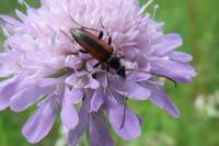 Stenurella melanura