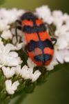 Trichodes alvearius