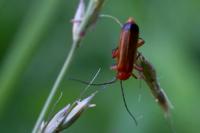 Rhagonycha fulva