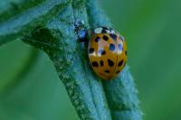 Harmonia axyridis