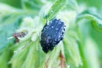Oxythyrea funesta