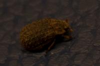 Trox sabulosus