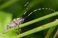 Agapanthia villosoviridescens