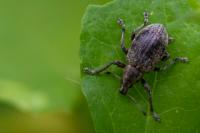 Liophloeus tessulatus