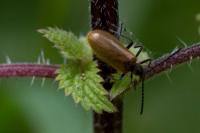 Lagria hirta