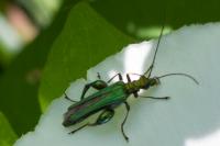 Oedemera nobilis