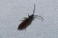 Omalisus fontisbellaquei