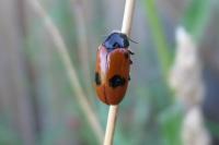 Clytra laeviuscula