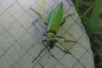 Lytta vesicatoria