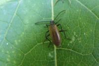Lagria hirta
