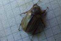 Amphimallon
