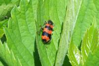 Trichodes apiarius